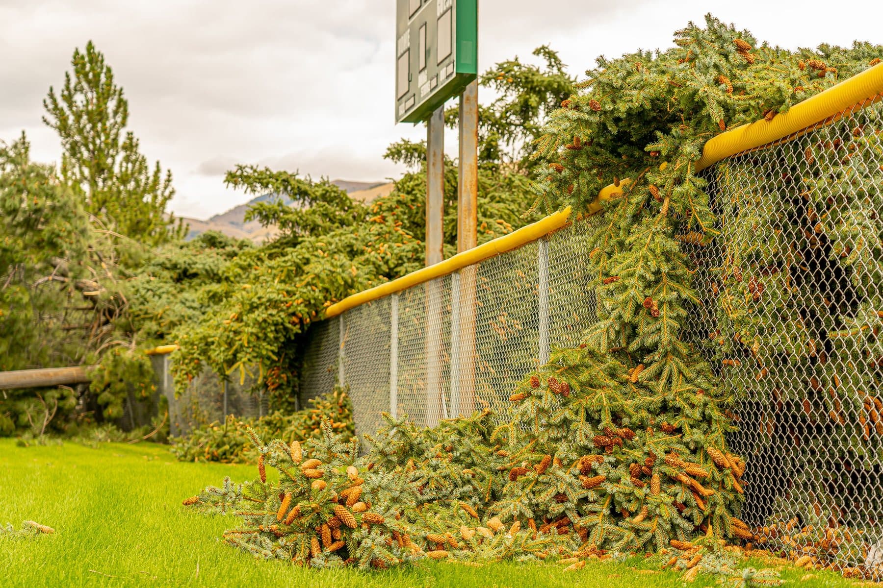Fallen tree branches covering a fence after a storm